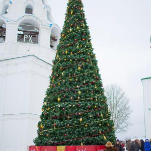 Сосна каркасная «Уральская», зелёная, высота 4–30 м