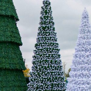 Сосна каркасная «Евро-2», зелёная с белыми кончиками, высота 4–30 м