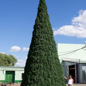 Ель высотная «Русская», высота 4–30 м